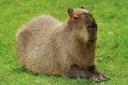 The Internet’s Obsession with the BIzarre Capybara by Josh Batchelor, Kingston Grammar School
