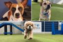 See the dogs at Battersea. (Battersea)