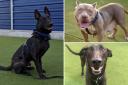 See the dogs looking for a home. (Battersea)