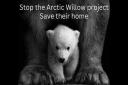 Polar Bears are one of the many species of wildlife affected by the controversial Willow Project.