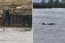 Gravesend's RNLI volunteers believe that they spotted two adults and a calf in the River Thames around midday on February 25