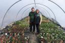 Wendy and Ray Bates in their polytunnel at Rotherview Nursery