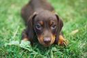 The Thirlestane Castle will hold its Annual Dachshund Family Fun Day on May 19