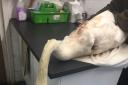 The swan family were attacked by a dog in Richmond Park