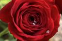 A close-up image of a rose