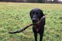 Young Reporter, Best Dog Walks in Surrey, Katie Denyer, SJS