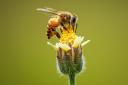 Bees use ultraviolet vision to spot pollen