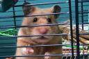 Hamsters In Prison-Olivia Simpson Surbiton High