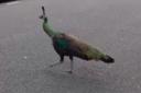 The bird dubbed the Camden Peacock has been on the run for a year after escaping from London Zoo