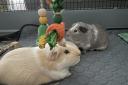 Photo of guinea pigs Deanne McIntosh The Charter School North Dulwich