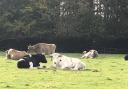 Foal Farm sanctuary for outcast animals By Julie Hooper from Farringtons school