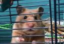 Hamsters In Prison-Olivia Simpson Surbiton High