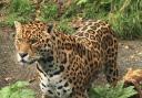 Locking eyes with a Jaguar by Scarlett Brock, Newstead Wood School
