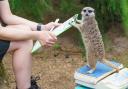 A meerkat is weighed as part of the annual check-in of London Zoo’s animals