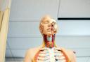 A human anatomy figure