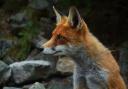 Foxes:Nuisance or Natural Residents?