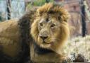 Sleepover at London Zoo within roaring distance of lions like Bhanu