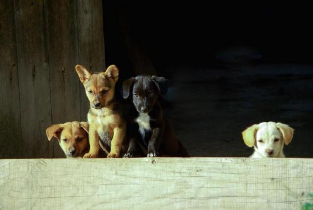This Is Local London: Instances of puppies being sold illegally by unlicensed breeders have spiked during the coronavirus pandemic. Picture: Stock image