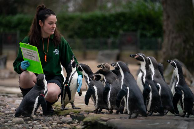 This Is Local London: A keeper at London Zoo counts the Penguins. (PA)
