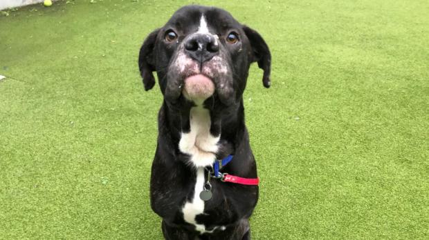 This Is Local London: Battersea has loads of dogs looking for new homes. (Battersea)