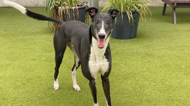 This Is Local London: Battersea has loads of dogs looking for new homes. (Battersea)