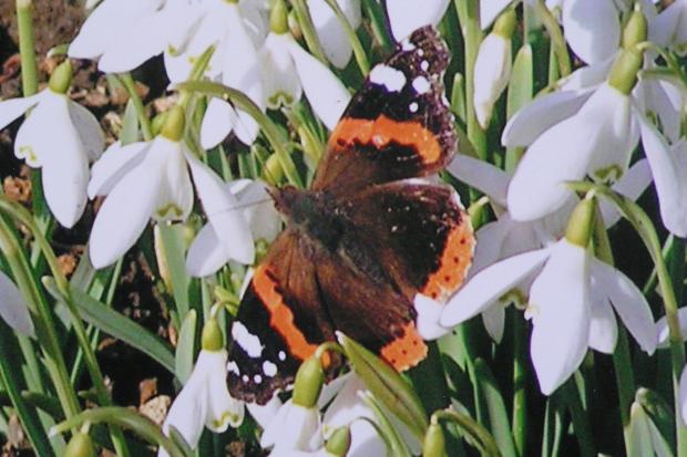 It's rare to see a red admiral alighting on a snowdrop