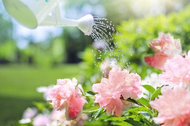 This Is Local London: A watering can watering some pink flowers. Credit: Canva