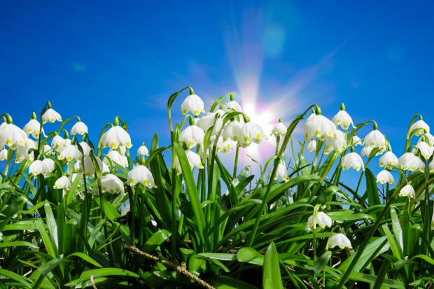 This Is Local London: Snowdrops. Credit: Canva