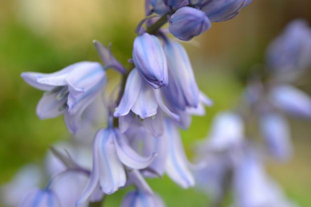 This Is Local London: Bluebells. Credit: Canva
