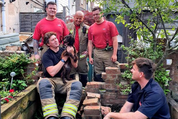 A ten-month-old Cocker Spaniel named Violet was rescued by Erith fire station crew / Image: Bexley LFB