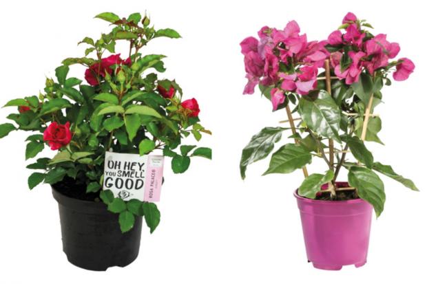 This Is Local London: (left) Garden Rose and (right) Bougainvillea (Lidl/Canva)