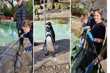 Meet the penguins as a keeper at London Zoo Regent's Park