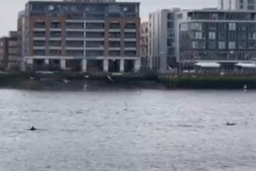 Pod of common dolphins spotted swimming in the Thames