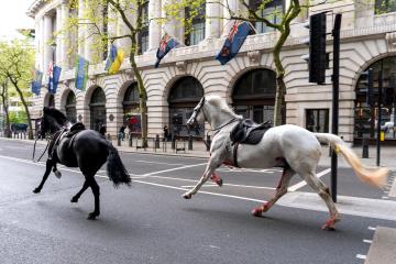 Escaped 'blood-covered' horses in London contained
