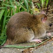 Running with Rats: Why our hatred of vermin is illogical