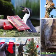 Christmas came early for these cute creatures. Picture: Chessington World of Adventures