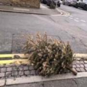 A Christmas tree abandoned roadside recently.