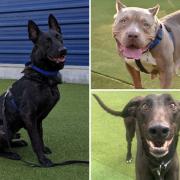 See the dogs looking for a home. (Battersea)