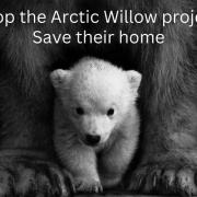 Polar Bears are one of the many species of wildlife affected by the controversial Willow Project.