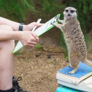 A meerkat is weighed as part of the annual check-in of London Zoo’s animals