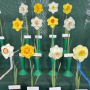 Daffodils at Wisley