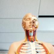A human anatomy figure