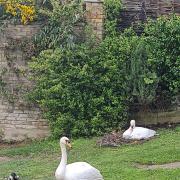 Swans in Sunbury-on-Thames