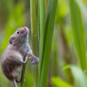 Harvest mice have been reintroduced into Perivale Wood