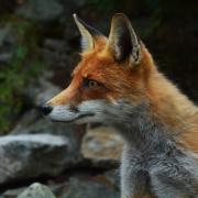 Foxes:Nuisance or Natural Residents?