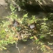 Two moorhens and their nest.