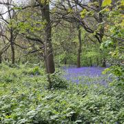 The Bluebells in Wanstead Park, 2024