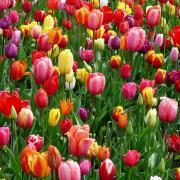 Tulips - a springtime characteristic