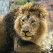 Sleepover at London Zoo within roaring distance of lions like Bhanu