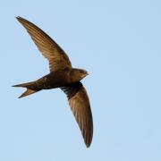 Swift in flight Picture: RSPB